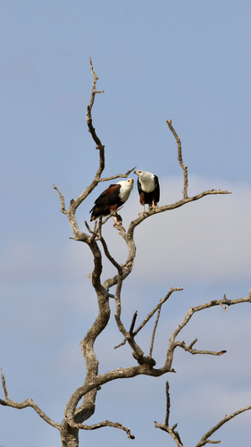 iNaturalist image