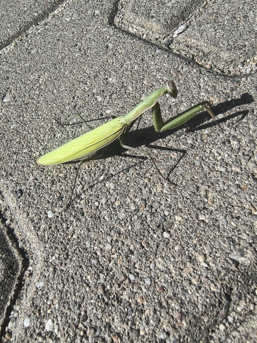 European Mantis