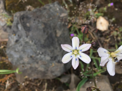 Triteleia lilacina