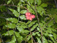 Sorbus sambucifolia