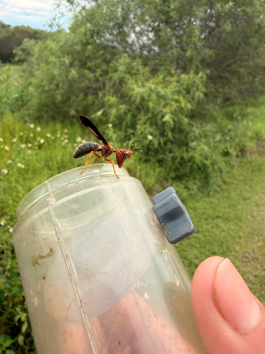 Brown Wasp Mantidfly