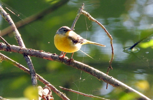 iNaturalist image