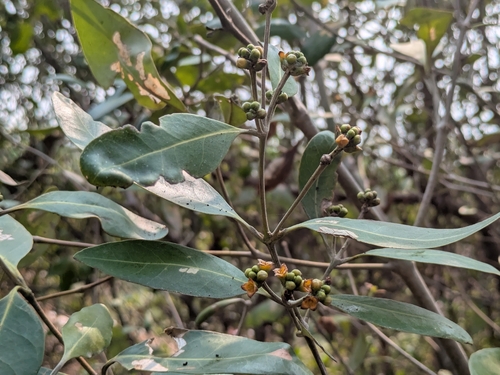 Avicennia officinalis observed 2026-09-08