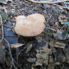 Lactifluus clarkeae