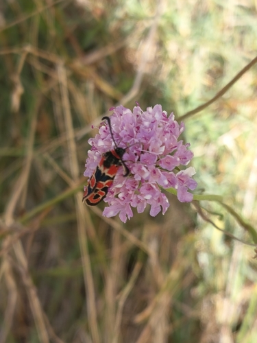 Chalk Burnet