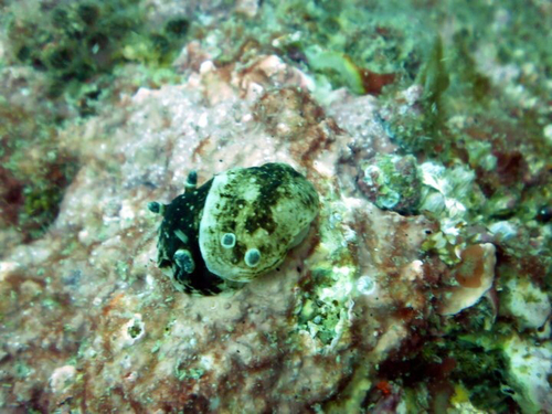 Aphelodoris luctuosa