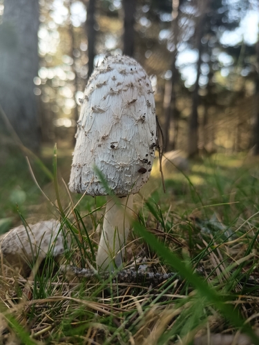 Shaggy Mane