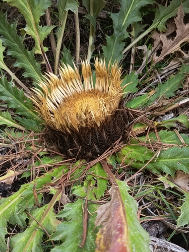 Acanthus-leaved Carline-thistle