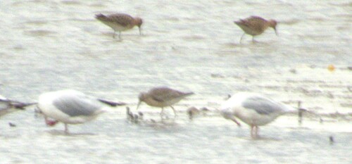 iNaturalist image