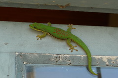 Phelsuma lineata