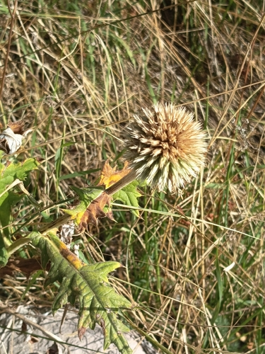 Glandular Globe-thistle