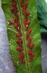 Notogrammitis pseudociliata