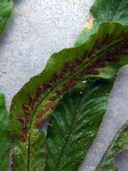 Notogrammitis pseudociliata