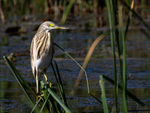 iNaturalist image