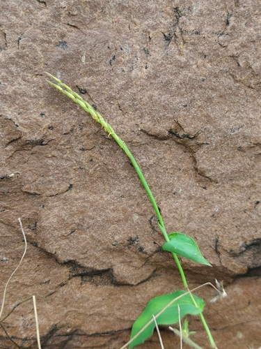 Arthraxon lancifolius observed 2026-09-06