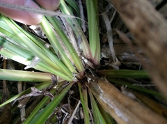 Libertia