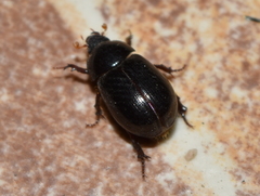 Hybosorus illigeri