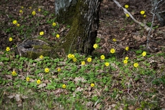 Doronicum caucasicum