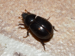 Hybosorus illigeri