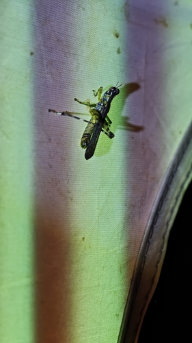 China mantispoides