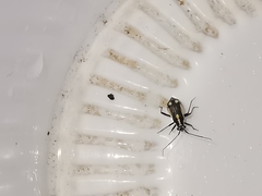 Capsodes sulcatus