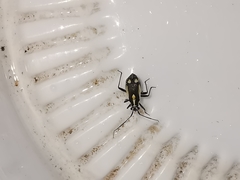 Capsodes sulcatus