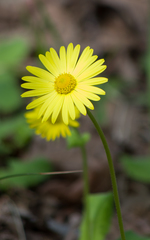 Doronicum caucasicum