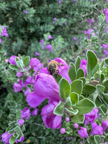 Western Honey Bee