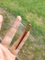 Triacanthagyna septima