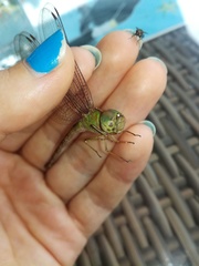 Triacanthagyna septima