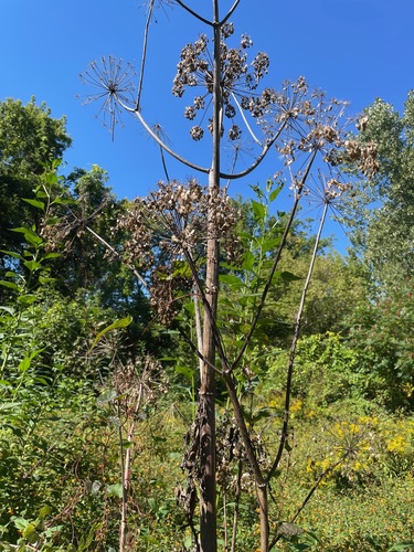 Angelica atropurpurea, photograph 5