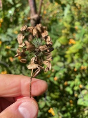 (c) Tom Scavo, some rights reserved (CC BY) Angelica atropurpurea, photograph (c) Tom Scavo, some rights reserved (CC BY)