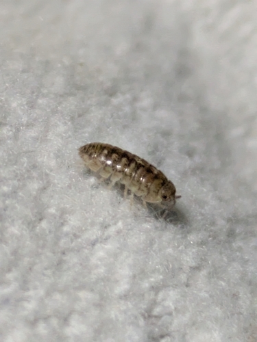 Arcangeli's Pill Woodlouse