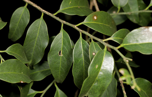 Image of Olax dissitiflora by (c) Wynand Uys, some rights reserved (CC BY)