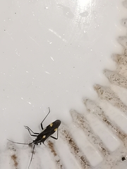 Capsodes sulcatus