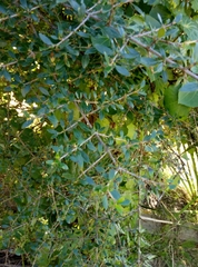 Coprosma ×cunninghamii