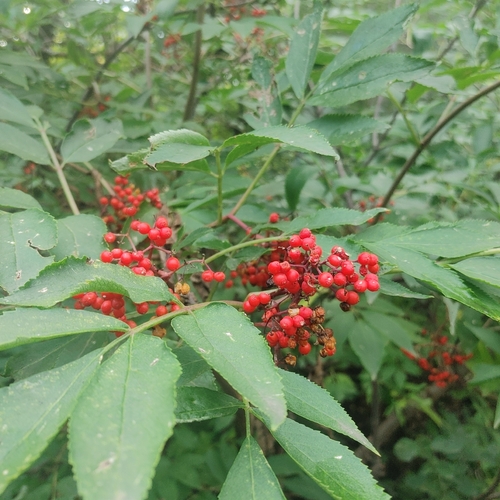 red-berried elder