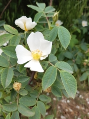 Rosa canina
