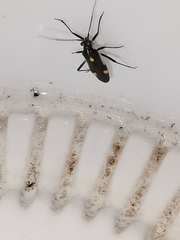 Capsodes sulcatus