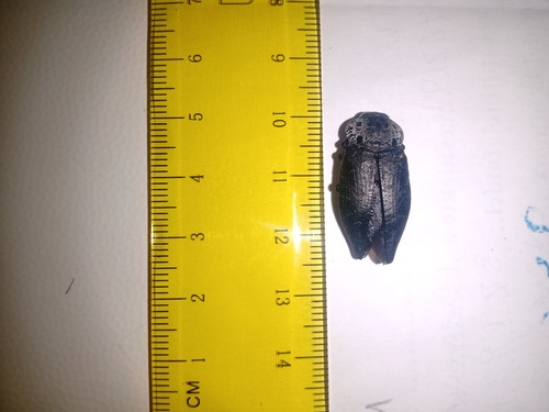 Flat-headed Root-borer