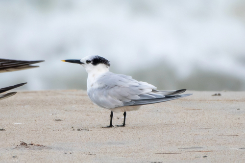iNaturalist image
