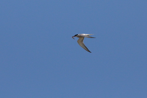 iNaturalist image