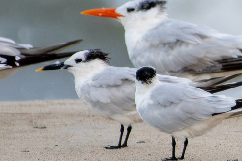 iNaturalist image