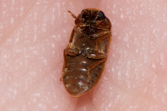 Byturus ochraceus