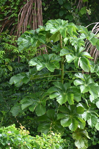 Cecropia membranacea