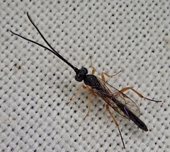 Ichneumonidae