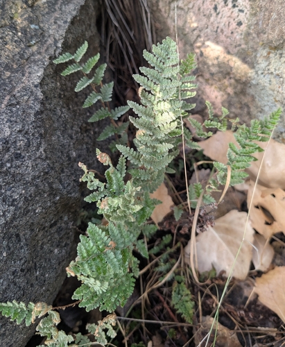 Eaton's lipfern