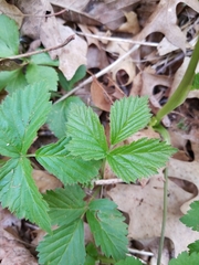 Rubus pubescens