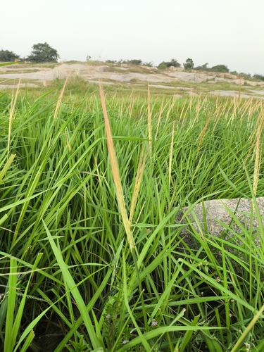 Oryza rufipogon observed 2026-09-08