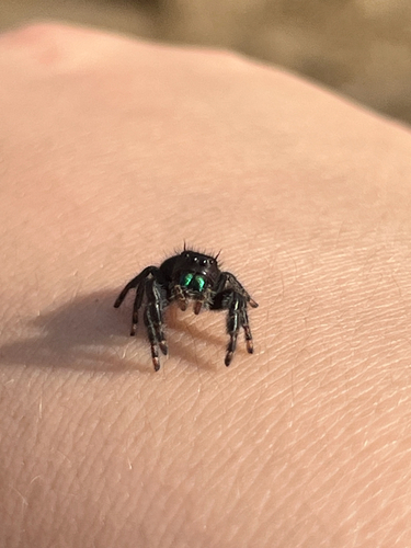 Bold Jumping Spider